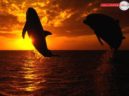 For love4MJ4ever (Heike)... - two, jumping, orcas, sunset, sea