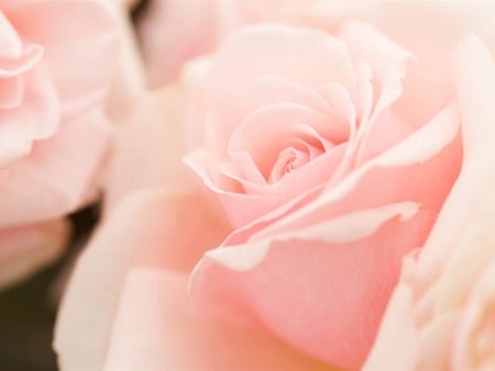 For ForeverSunshine (Anna-Alejandra)... - makro, roses, flowers, soft pink