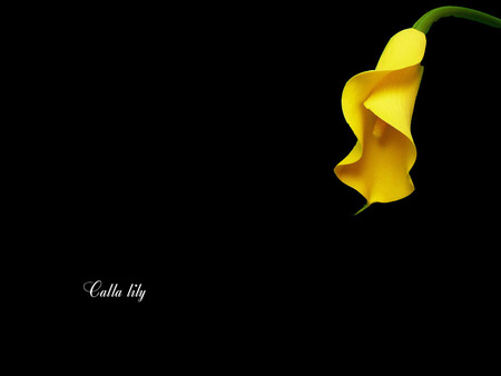 Calla Lily - calla, flower, yellow, lily