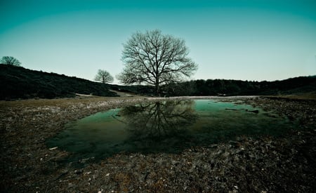 PUDDLE REFLECTION - dirt, reflection, tree, puddle