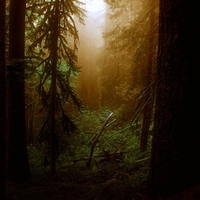 MISTY FOREST