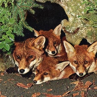 foxes