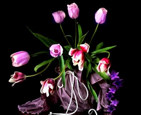 purple tulips - narure, tulips, nice, purple