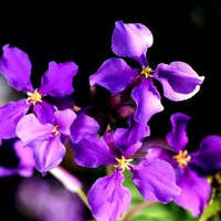 I like purple flowers