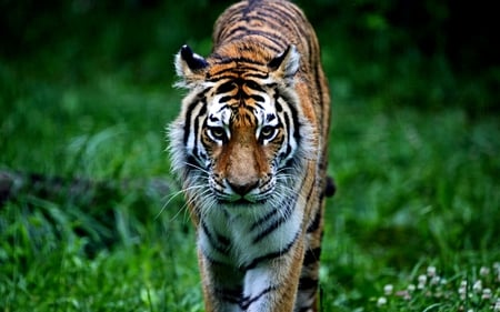 JUST ANOTHER STEP FORWARD! - predator, siberian, tiger, cat, wildlife