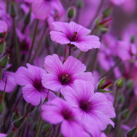 Pretty in purple