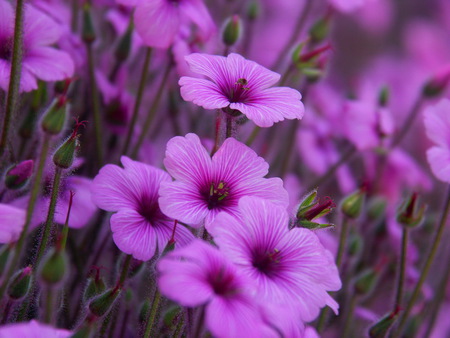 Pretty in purple - purple, green, field, flowers, spring