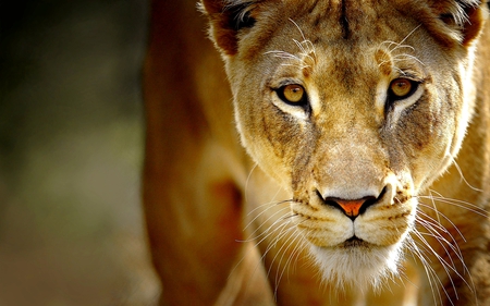 LIONESS for PATRICE(lioness) - predator, queen, cat, wild, lioness