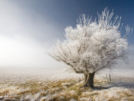 Loneliness - winter, nature, mist, loneliness, tree