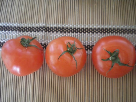 Tomatoes - picture, nice, tomatoes, my, photo