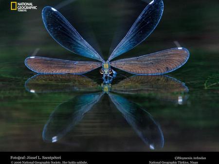 Blue-Dragonfly - dragonfly, reflection, blue, photography, water, animal, fly