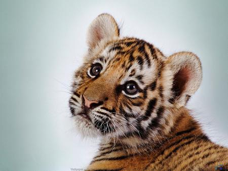 Cute-Tiger-Cub - cub, eyes, animal, tiger, cute