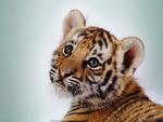 Cute-Tiger-Cub