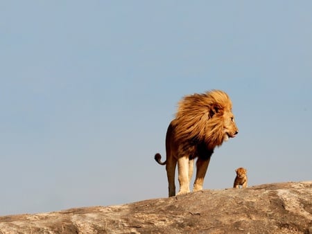 Showing the way of life * Happy father's day in DN!! - wildlife, cub, father, lion