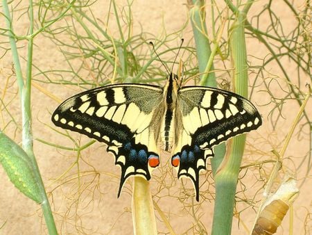 Soft and silky - silky yellow, sunshine, animals, soft, black, wonderful, plants, bugs, forever, life, red, blue, green, butterflies