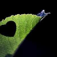 Heart-on-a-green-leaf