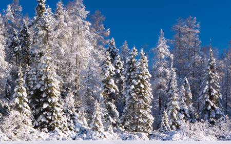 Untitled Wallpaper - forest, widescreen, trees, snow