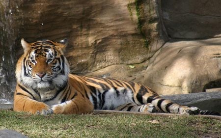 Tiger Resting - zoo, resting, tiger, cat