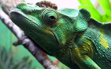 Green Iguana Head - green, iguana, chameleon