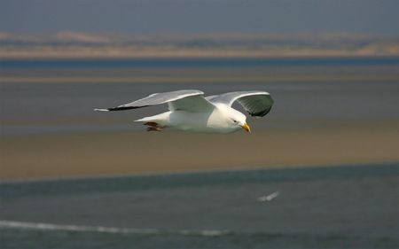 Untitled Wallpaper - seagull