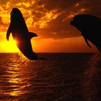 Aquatic Symphony - Dolphins Jumping at Sunset