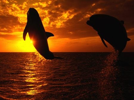 Aquatic Symphony - Dolphins Jumping at Sunset