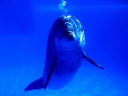 Untitled Wallpaper - bottlenose dolphin