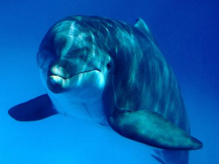 dolphin in blue sea - bottlenose dolphin, dark, sea