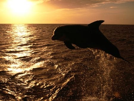 Untitled Wallpaper - bottlenose dolphin