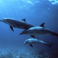 Spotted Dolphins