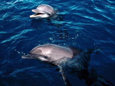 Untitled Wallpaper - bottlenose dolphin, honduras