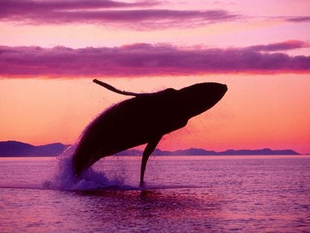 Crimson Flight - crimson, whale, water, humpback whale, alaska, ocean, dawn, ice, sunset, crimson flight, reddish sky, humpback