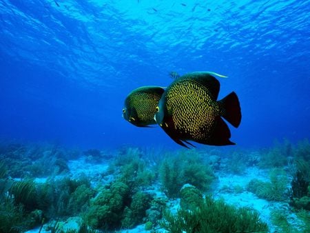 angelfish - tropical fish, fishy, angelfish, clear water, blue sea