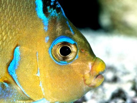 atlantic blue angelfish - blue angelfish, yellow, angelfish, blue, atlantic blue angelfish, atlantic