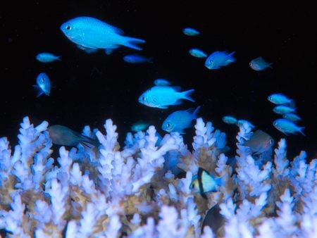 Untitled Wallpaper - damselfish