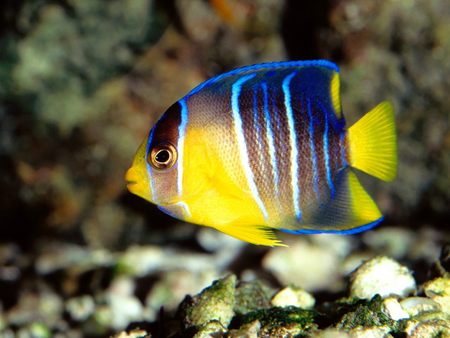 caribbean blue angelfish