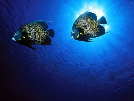 Untitled Wallpaper - angelfish, french angelfish