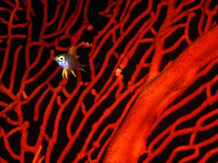 Untitled Wallpaper - damselfish, lemon damselfish