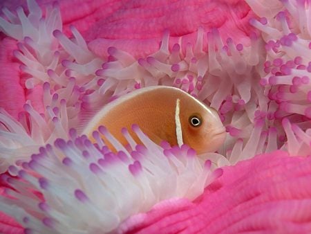 Untitled Wallpaper - pink anemonefish, anemonefish