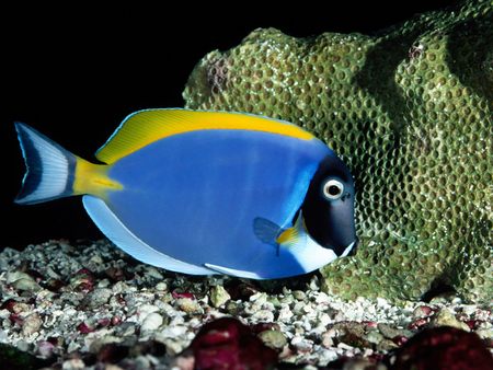 Untitled Wallpaper - powder blue tang, tang