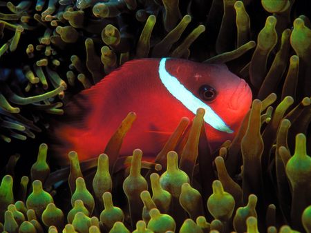 Untitled Wallpaper - anemonefish