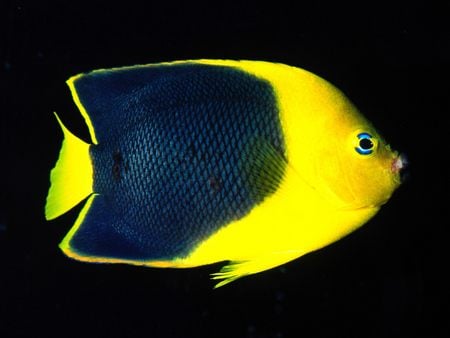 Untitled Wallpaper - rock beauty angelfish, angelfish