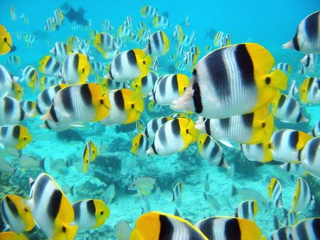 School of Tropical Fish - fish, tropical fish, tahiti