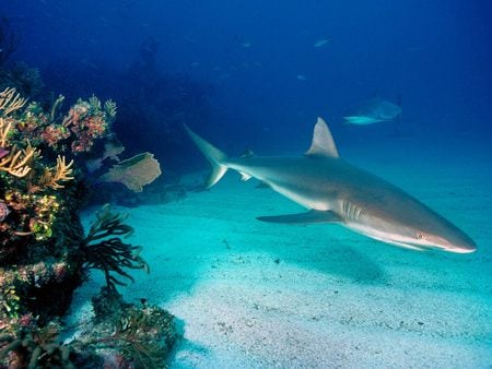 Gray Reef Sharks - look at the coral, grey reef shark, animals, sharks, fish, swimming for his prey