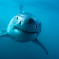 Great White Shark