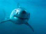 Great White Shark