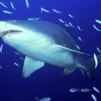 sand tiger shark