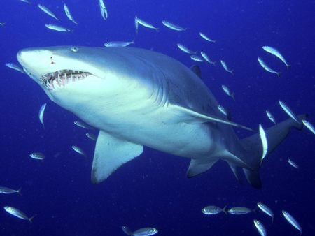 sand tiger shark - tiger shark, sand tiger shark, main boy