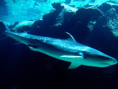 Untitled Wallpaper - tiger shark, tiger shark - respected man eater, sirasa cargo, bahamas