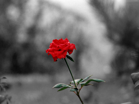 Untitled Wallpaper - rose, red rose